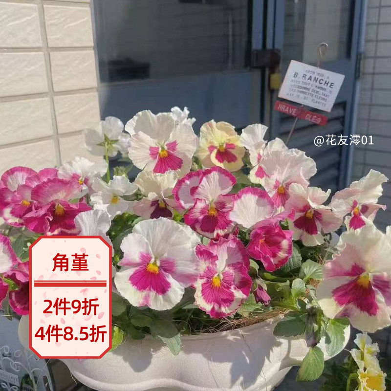 天狼角堇庭院阳台易爆盆草本花卉图片
