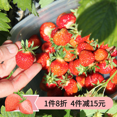 天狼落叶四季果树易养易种植