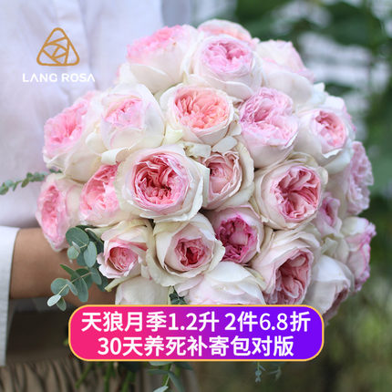 天狼月季1.2L合集花园阳台庭院四季植物美观盆栽地栽新手推荐