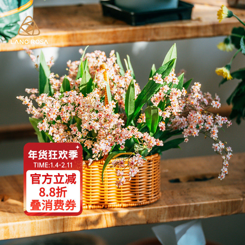 天狼梦香系列奶油迷你文心兰盆栽室内阳台办公桌书桌观花植物花卉