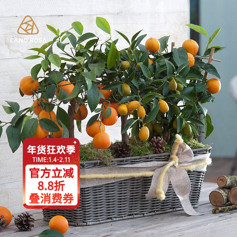 天狼柑桔类果树不知火砂糖桔等喜阳家庭园艺易养易种果树盆栽地栽