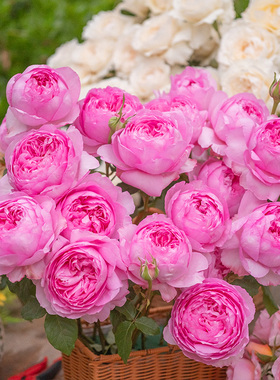 天狼月季玉环鸣国产自育月季玫瑰 大花浓香耐热灌木月季盆栽苗