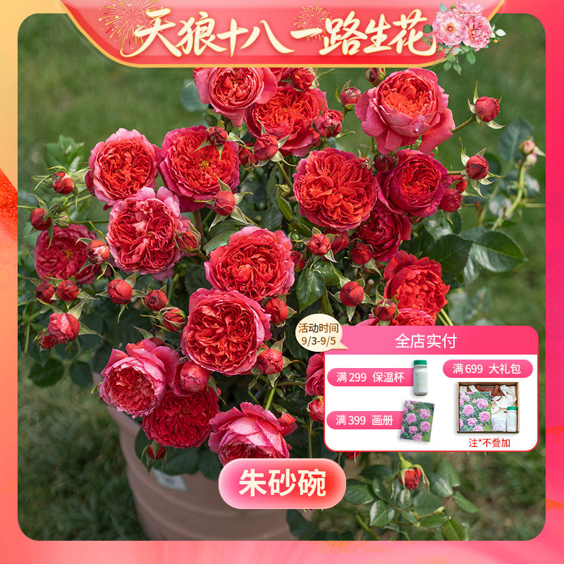 天狼月季水溶肥园艺家庭种植水肥图片