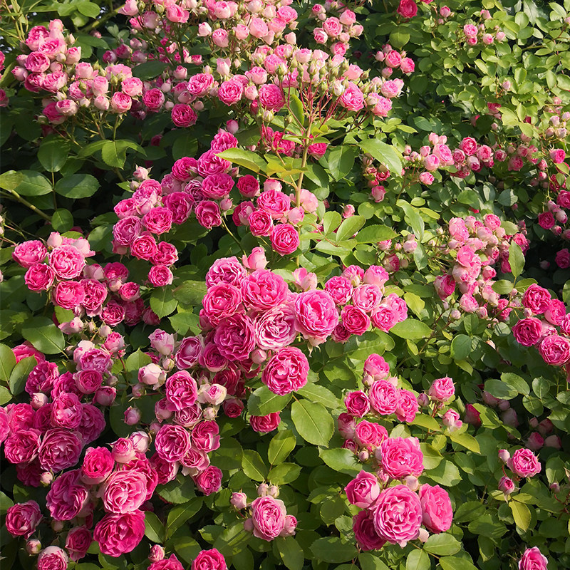天狼鲜花胭脂扣藤本月季图片