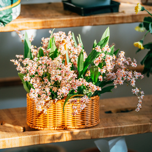 天狼梦香系列奶油迷你文心兰盆栽室内阳台办公桌书桌观花植物花卉