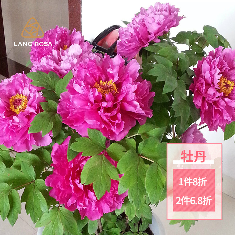 天狼牡丹裸根苗大花洛阳红岛锦等地栽多年生庭院花园花卉