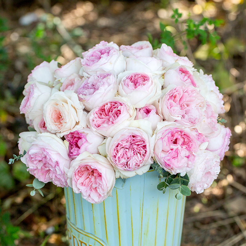 天狼月季伊芙乙女心大花浓香灌木月季玫瑰花卉庭院新手推荐盆栽苗