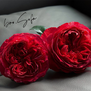 天狼月季熔岩国产自育月季玫瑰多季大花丰花灌木红色血斑月季