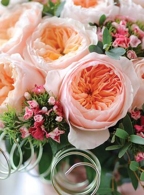 天狼月季朱丽叶奥斯汀多季灌木庭院露台植物玫瑰花卉盆栽地栽