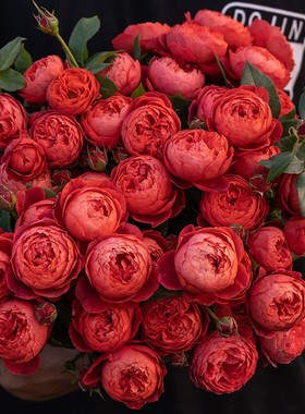 天狼月季朱砂碗楼顶直立灌木盆栽新手推荐国产自育浓烈成文朱砂痣