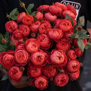 天狼月季朱砂碗楼顶直立灌木盆栽新手推荐国产自育浓烈成文朱砂痣