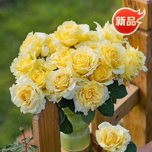 玫瑰大花淡香丰花耐热 松间月国产自育月季 天狼月季 自育新品