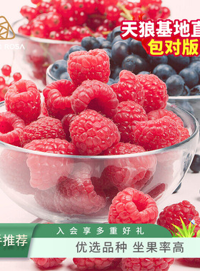 天狼树莓小浆果易养护家庭园艺喜光耐寒观赏性可食用果树果苗