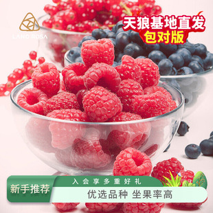 天狼树莓小浆果易养护家庭园艺喜光耐寒观赏性可食用果树果苗