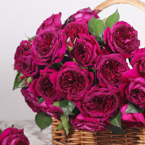 天狼月季国产自育大花浓香灌木