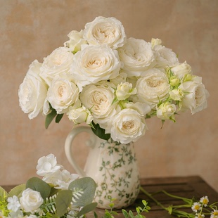 天狼月季寒江雪国产自育丰花灌木混合香观赏花卉绿植