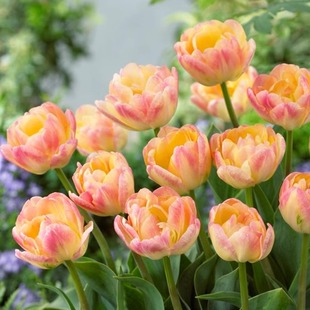 天狼进口种球郁金香自然球 花卉家庭园艺好养 5度球耐寒球根春季