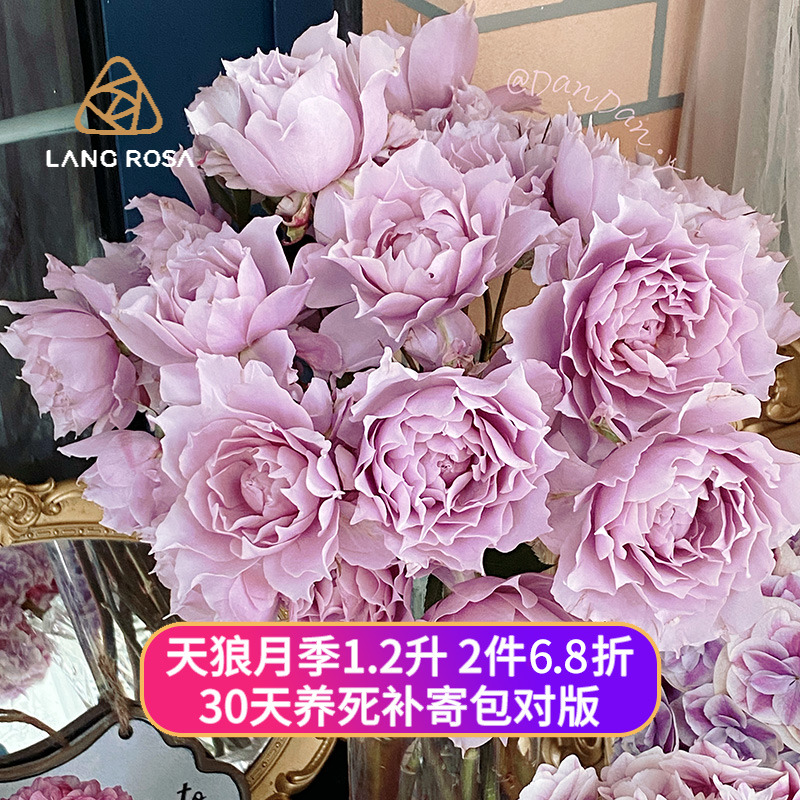 天狼月季自育1.2L幻紫空蒙盆栽阳台庭院植物抗病直立花卉绿植盆栽