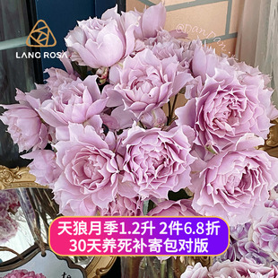 天狼月季 自育1.2L幻紫空蒙盆栽阳台庭院植物抗病直立花卉绿植盆栽