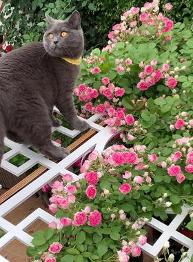 天狼月季胭脂扣国产自育月季玫瑰 粉色淡香攀援藤本月季