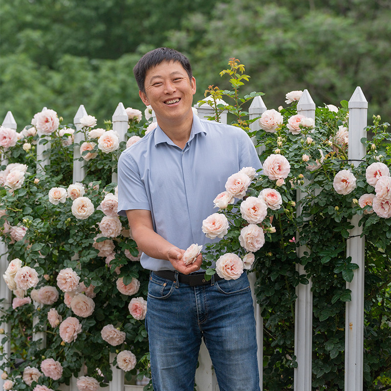 【剪秋水】天狼月季自育眼睛系列玫瑰大花藤本爬藤拱门庭院盆栽