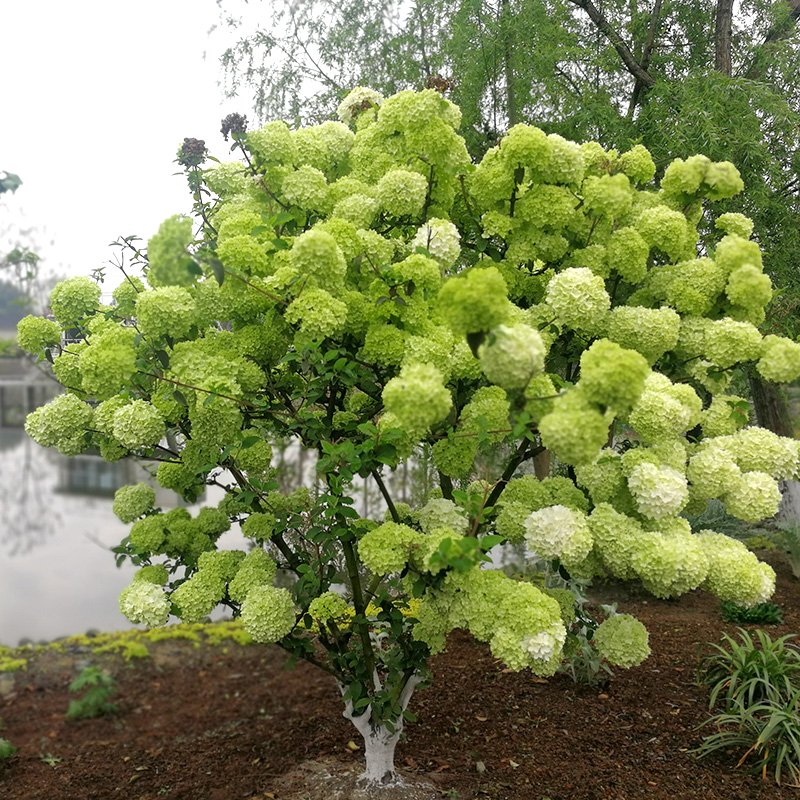 庭院地栽耐热观赏性中华木绣球