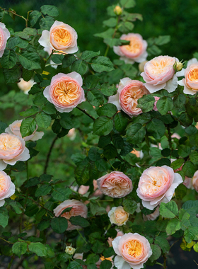 天狼月季涵仙国产自育月季玫瑰藤本中香多季节开花爬藤花卉