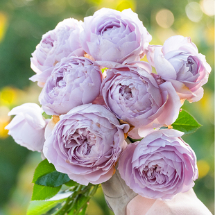 天狼月季烟霞客国产自育花园庭院露台开张直立型多季浓香灌木盆栽