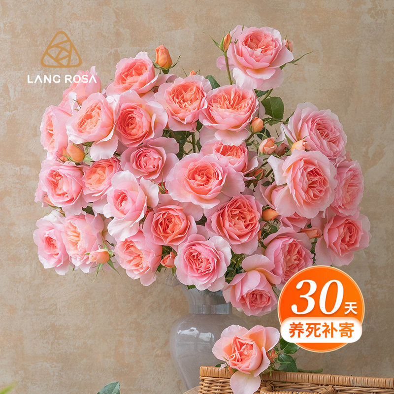 天狼自育月季合集阳台庭院多季玫瑰花卉盆栽苗妍姿凝脂朱砂碗,鲜花速递/花卉仿真/绿植园艺,月季/蔷薇/玫瑰,淘宝优惠券,粉丝福利购,淘宝优惠卷