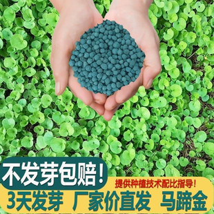 马蹄金种子草籽草坪种子小金钱草铜钱草种子四季常青耐高温绿化