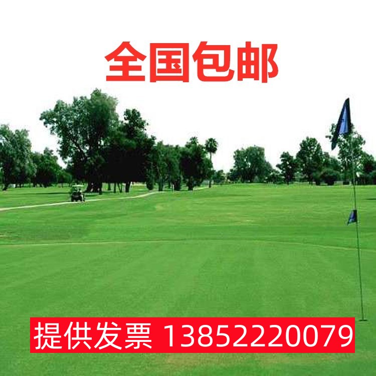 护坡混播草种黑麦草早熟禾高羊茅四季常青绿化草坪种子耐寒耐旱