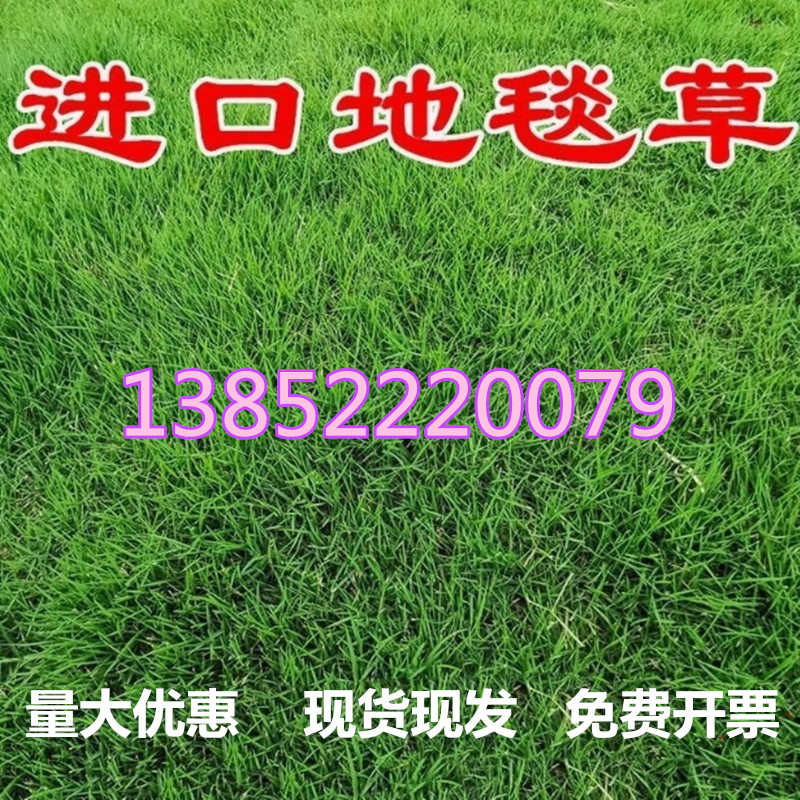 进口地毯草种籽免修剪高档别墅专用绿化草坪种子冬季草籽四季常青