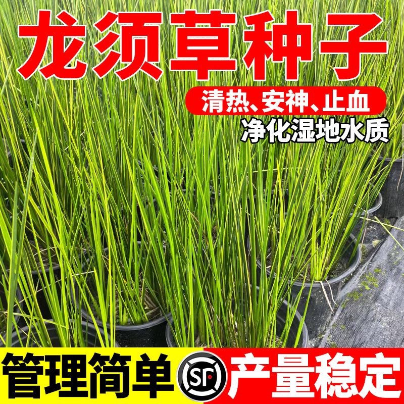 灯芯草种子水灯心野席草龙须草种子草籽龙须花草种子草花籽图片