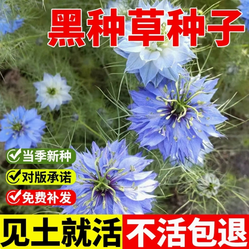 波斯宝石阳台盆栽四季易播黑种草