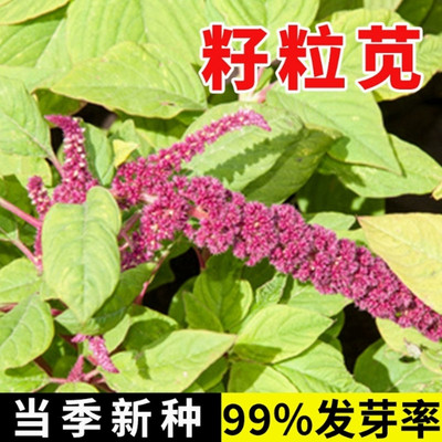 进口籽粒苋种子牧草黑千穗谷高蛋
