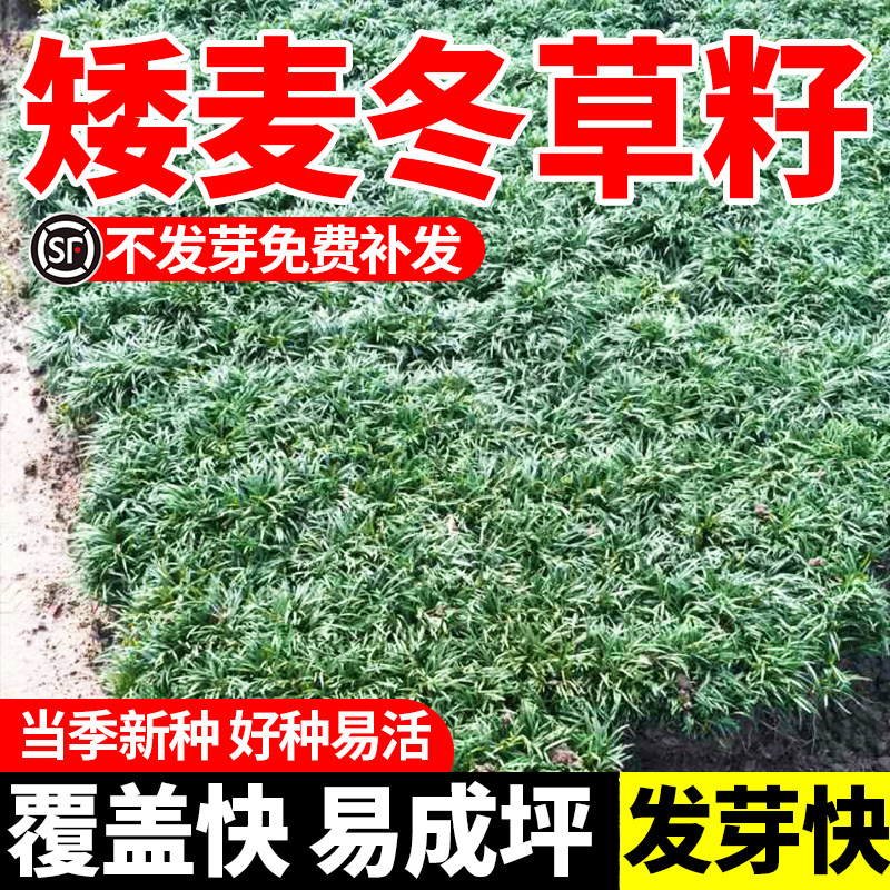 麦冬草草籽玉龙草种子四季青矮生细叶宽叶金边绿化庭院种籽子植物图片