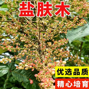 盐肤木种子护坡灌木种子蜜源树种子五倍子种子花木林木苗木种子