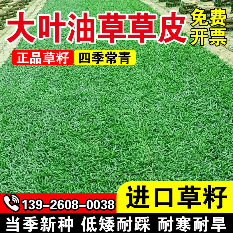 大叶油草草皮四季常青种籽公园道路工程绿化耐热耐旱草坪种子