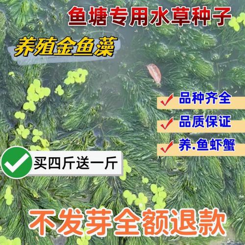鱼塘水草种子苦花生伊乐藻轮叶黑