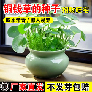 铜钱草的种子水培土培鱼缸造景水草植物花卉四季播种开花植物种子