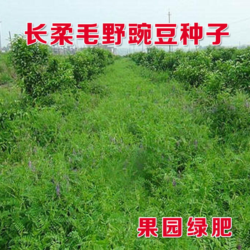 果园绿肥种子光叶紫花苕长柔毛野豌豆毛苕子养蜂蜜源植物牧草草籽