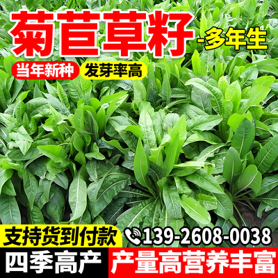 菊苣草籽多年生鲜嫩多汁牧草种子四季高蛋白畜牧养殖草籽