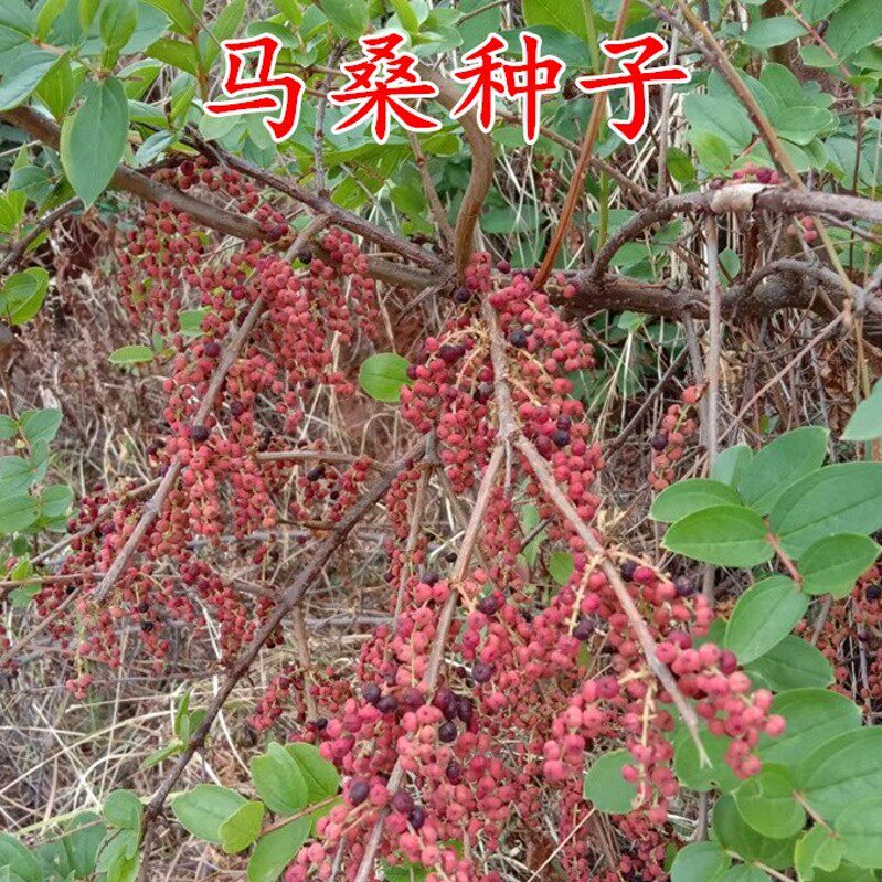 马桑种子 水马桑籽 野马桑护坡灌木种子荒山复绿造林护坡固土草籽