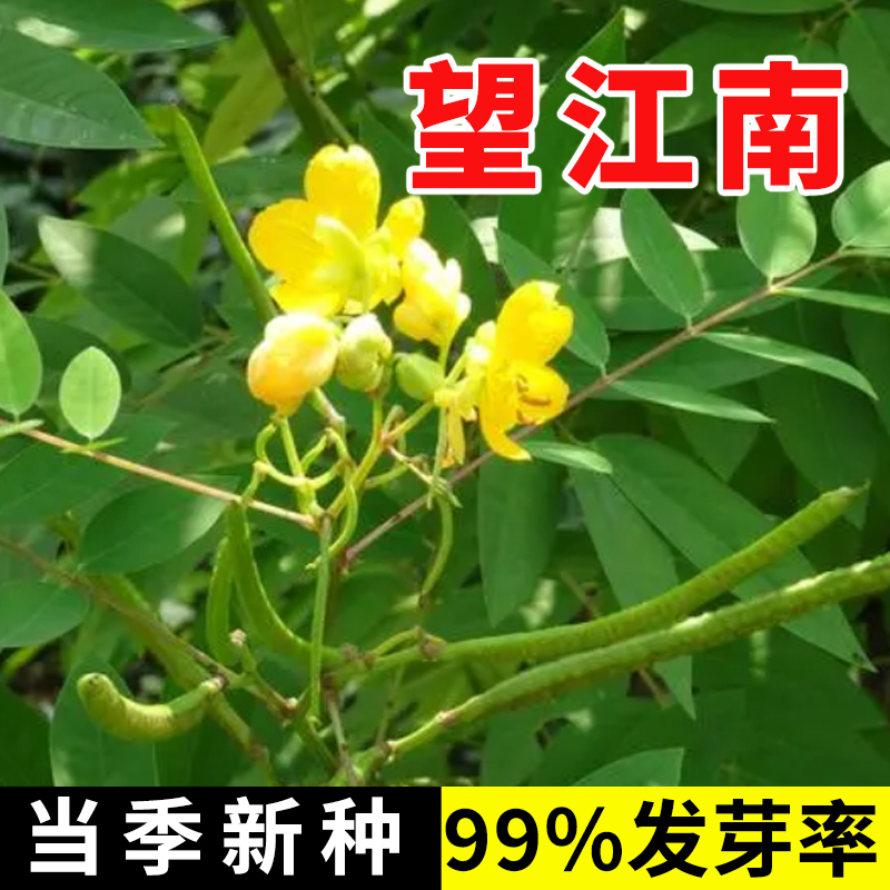 望江南野决明籽驱蛇草种孑蛇灭门凤凰草盆栽苗望江南种籽花卉