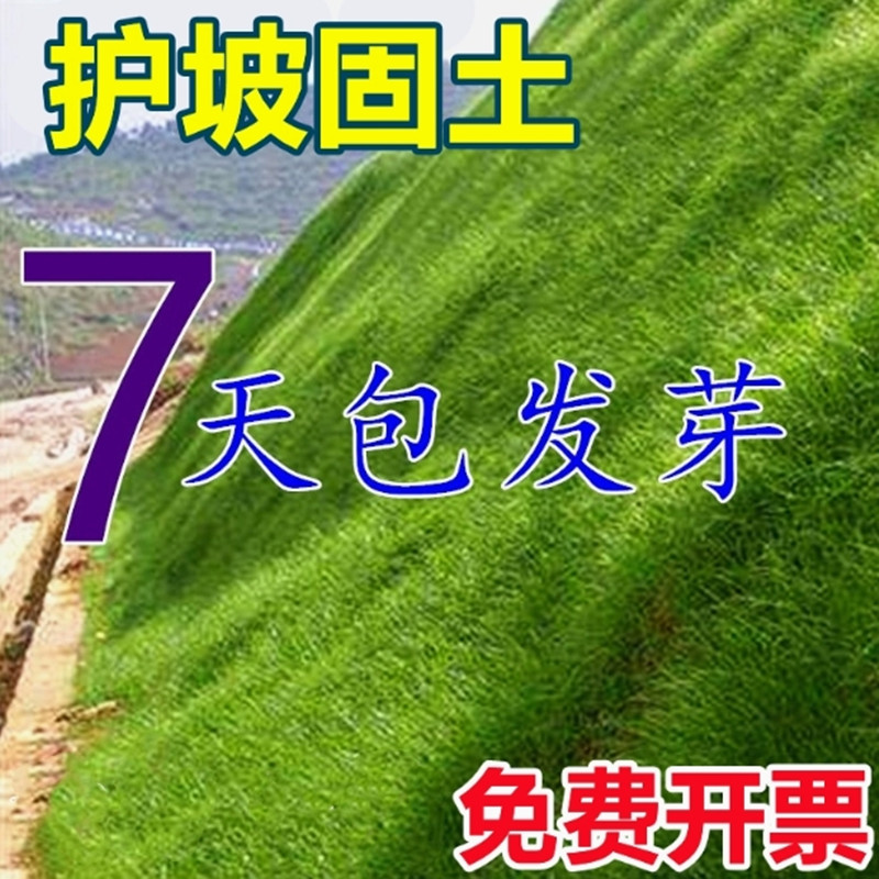 不修剪马尼拉高羊茅草坪种子