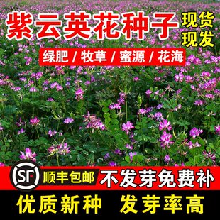 紫云英花种子红花草种子养蜂蜜源高产绿肥牧草种子食用野菜种籽