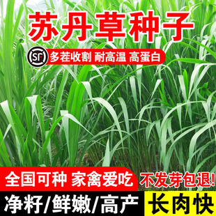 苏丹草种子专用草种高丹草籽四季牧草鱼草种籽玉米种植高粱高产