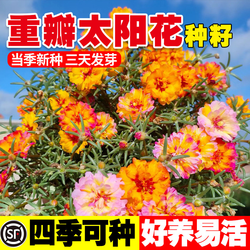 太阳花种籽子七彩混色重瓣太阳花籽四季开花室内室外花卉种子盆栽