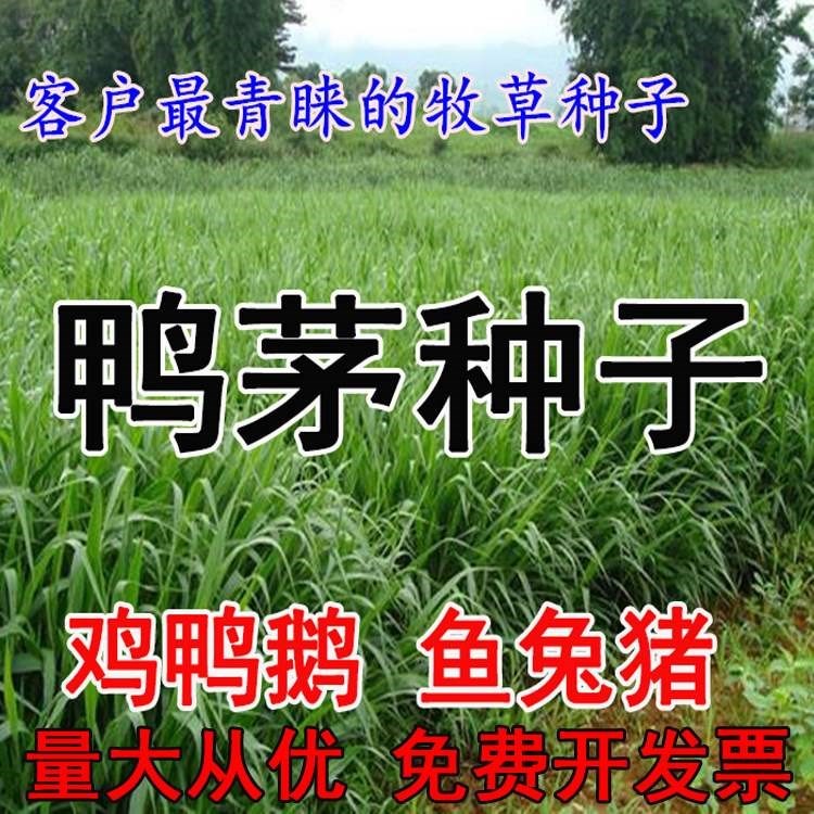 果树草种子 果园草种子 鸭茅草种子 牧草种子 鸭茅种子图片