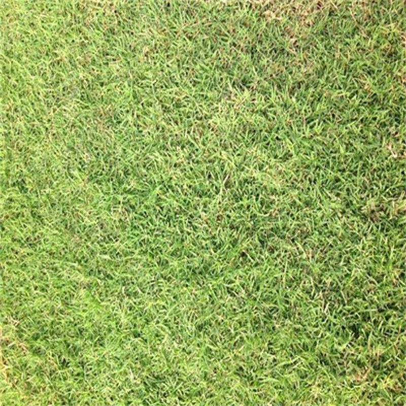 老鹰草 草坪带土 高尔夫球场草 庭院专用草皮 超短草坪永久免修剪